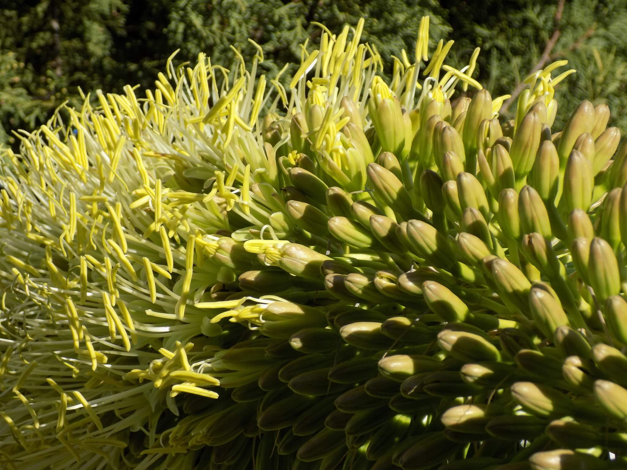 Agave attenuata